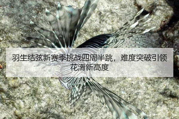羽生结弦新赛季挑战四周半跳，难度突破引领花滑新高度 - Leyu